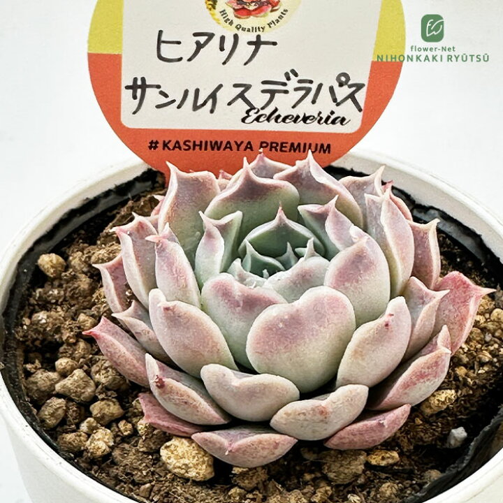 数量限定・農場の隅っこでこっそり育ったデカベリア】053:Echeveria 'White Shadow' (エケベリア  ホワイトシャドウ、別名:カンテ)10.5㎝ポット[多肉植物] | 花苗・野菜苗の販売 ザ・ガーデンパーティー 子沢山 デカベリアエケ苗⭐️ラウレンシス×シャビアナ⭐️札付 エケベリ屋 多肉