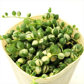多肉植物 sb斑入りグリーンネックレス 多肉植物 7.5cmポット
