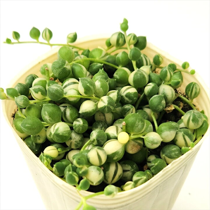 楽天市場】多肉植物 sb斑入りグリーンネックレス 多肉植物 7.5cmポット 