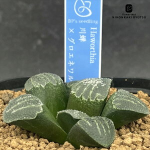 A bphnI`A ×OGlfB 0929-060 A BANRI PLANTS ovcc i̔ nI`A 7.5cm|bg