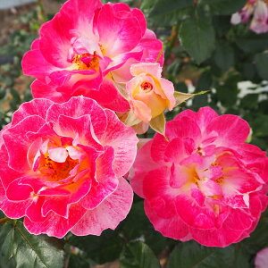 \̔ o c o Vc  VpJNe ؗ lG炫 KN ΂ sN tros 4{ȍ~