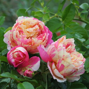 \̔ o c o Vc fo[ GhDA[}l o^i lG炫 KN ΂   has 4{ȍ~