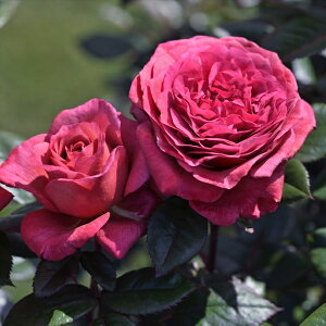 \̔ o c o Vc fo[ BE[[Y io^o蒆 lG炫 KN ΂  Ԏ has 4{ȍ~