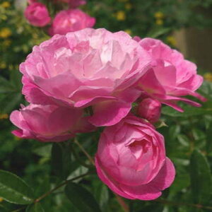 \̔ o c o Vc |AT[Y }SYVX^[ KN ΂ sN sN}U[Yf[ tros 4{ȍ~