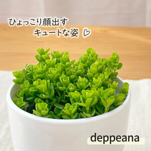 ϗtA cot yy~A fs[i 3.5 ϗtA ^   蕨 v[g CeA 