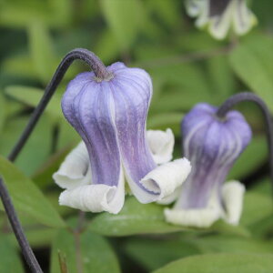 \̔ N}`X c Dr.Marry hN^[}[ BIin ^ x^ 2Nc 4 ͂Ȃ hsg 3{ȍ~