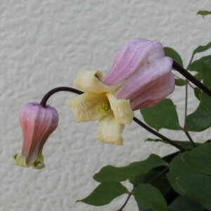 \̔ N}`X c ˚ BIin ^ x^ 2Nc 4 ͂Ȃ hsg 3{ȍ~