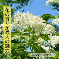 エルダーフラワー 苗 10.5cmポット 西洋ニワトコ ハーブティー コーディアル 芳香 ハーブ苗 Herb