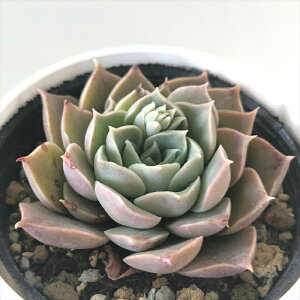 A hmGPxA qJ A GPxA 6cm|bg