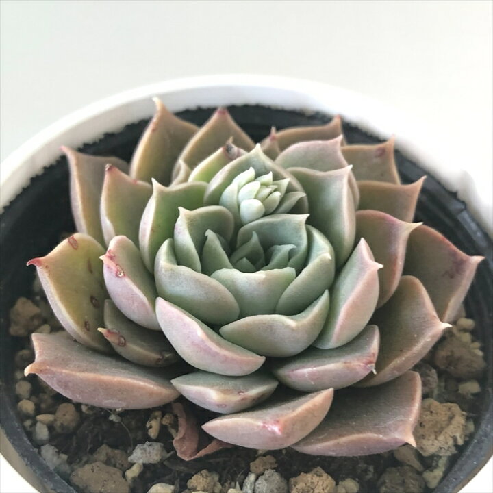 楽天市場】多肉植物 hmエケベリア モヒカン 多肉植物 エケベリア 6cm  