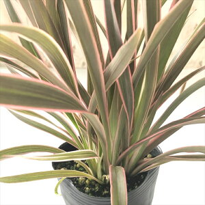 �j���[�T�C���� �c �s���N�X�g���C�v 9cm�|�b�g �J���[���[�t �K�[�f�j���O �c