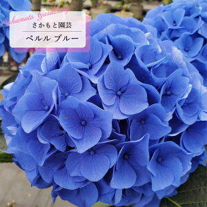 \̔ AWTC y u[ 9cm`10.5cm|bg o^\ Ɖ| nChWA c ԕc c  z smt 10{ȍ~