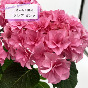 y܂Ȃߐ؂z \̔ AWTC NA sN 9cm`10.5cm|bg o^\ Ɖ| nChWA c ԕc c  z smt 10{ȍ~