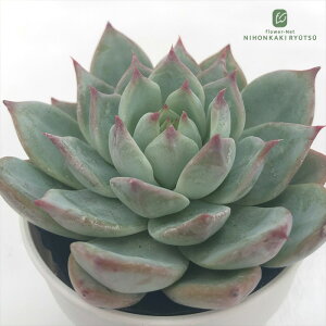 A hmGPxA P[XR[^[Ai I A GPxA 6cm|bg