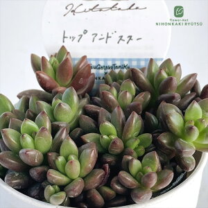 A HitotabaOvgy^ gbvAhX^[ A qg^oc Ovgy^ 6cm|bg