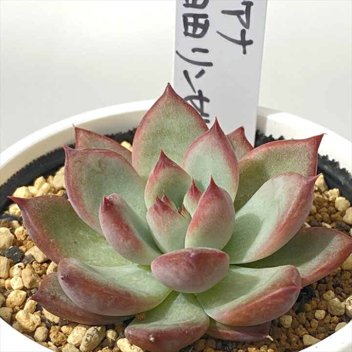 楽天市場】多肉植物 PKSFエケベリア リンゼアナ×臼田リンゼアナ 多肉  