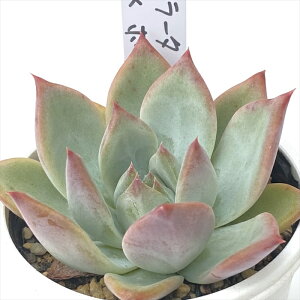 A PKSFGPxA R[^×z[[ A Pc  GPxA 6cm|bg