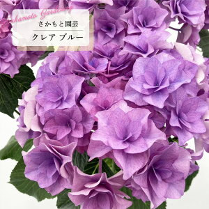 \̔ AWTC NA u[ 9cm`10.5cm|bg o^\ Ɖ| nChWA c ԕc c  z smt 10{ȍ~
