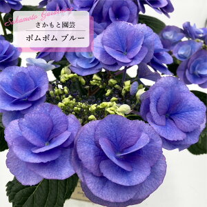 \̔ AWTC || u[ 9cm`10.5cm|bg o^\ Ɖ| nChWA c ԕc c  z smt 10{ȍ~
