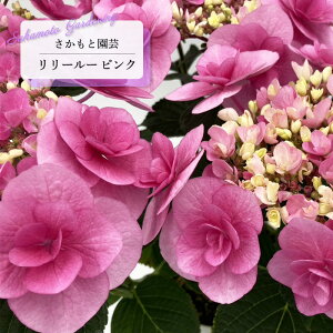 \̔ AWTC [[ sN 9cm`10.5cm|bg o^\ Ɖ| nChWA c ԕc c  z smt 10{ȍ~