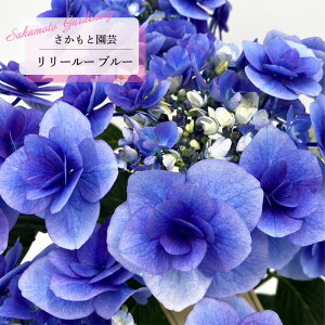 \̔ AWTC [[ u[ 9cm`10.5cm|bg o^\ Ɖ| nChWA c ԕc c  z smt 10{ȍ~