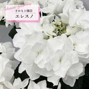 \̔ AWTC GXm 9cm`10.5cm|bg o^\ Ɖ| nChWA c ԕc c  z smt 10{ȍ~