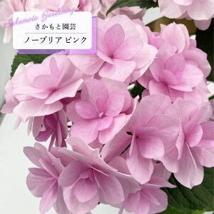 アジサイ ノーブリア ピンク 9cm〜10.5cmポット 登録申請中 さかもと園芸 ハイドランジア 苗 花苗 苗木 あじさい 紫陽花 smt