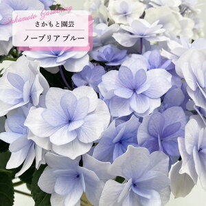 \̔ AWTC m[uA u[ 9cm`10.5cm|bg o^\ Ɖ| nChWA c ԕc c  z smt 10{ȍ~
