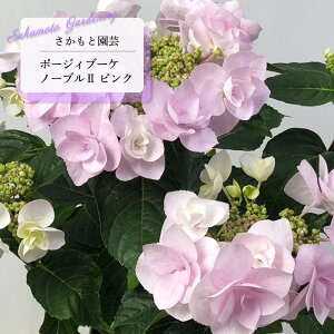 \̔ AWTC |[WBu[P m[u2 sN 9cm`10.5cm|bg o^i Ɖ| nChWA c ԕc c  z smt 10{ȍ~