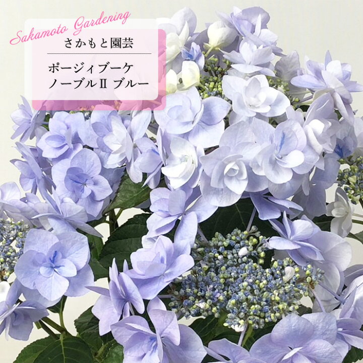 楽天市場】アジサイ ポージィブーケ ノーブル2 ブルー 9cm〜10.5cm 