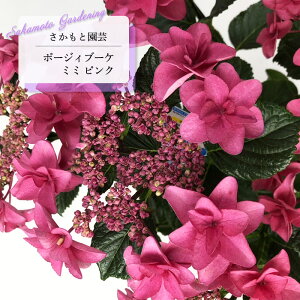 \̔ AWTC |[WBu[P ~~ sN 9cm`10.5cm|bg o^i Ɖ| nChWA c ԕc c  z smt 10{ȍ~
