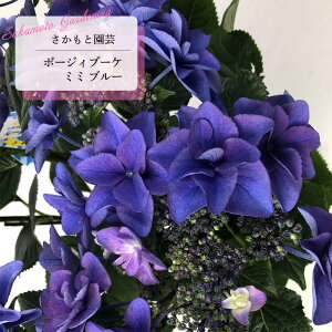 \̔ AWTC |[WBu[P ~~ u[ 9cm`10.5cm|bg o^i Ɖ| nChWA c ԕc c  z smt 10{ȍ~