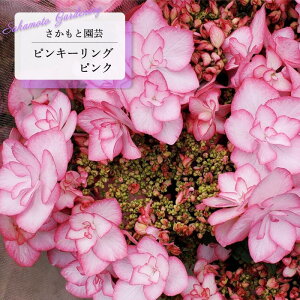 \̔ AWTC sL[O sN 9cm`10.5cm|bg o^i Ɖ| nChWA c ԕc c  z smt 10{ȍ~
