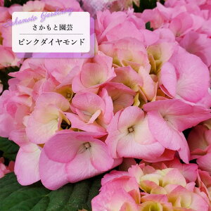 \̔ AWTC sN_Ch 9cm`10.5cm|bg o^i Ɖ| nChWA c ԕc c  z smt 10{ȍ~