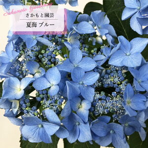 \̔ AWTC ĊC u[ 9cm`10.5cm|bg o^i Ɖ| nChWA c ԕc c  z smt 10{ȍ~