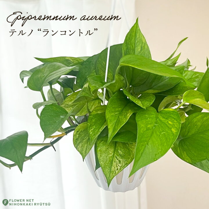 楽天市場】観葉植物 ポトス テルノ No.028 ランコントル 5号鉢 送料 