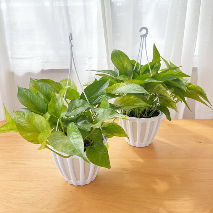 楽天市場】観葉植物 ポトス テルノ No.028 ランコントル 5号鉢 送料 