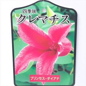 \̔ N}`X c vZX_CAi eLZVXn 2Nc 10.5cm|bg yok 11{ȍ~