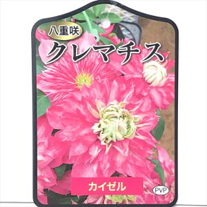 \̔ N}`X c JC[ peXn o^i 2Nc 12cm|bg yok 11{ȍ~