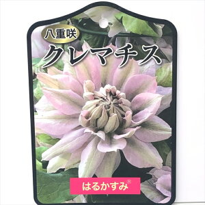 \̔ N}`X c ͂邩 peXn o^i 2Nc 12cm|bg yok 11{ȍ~