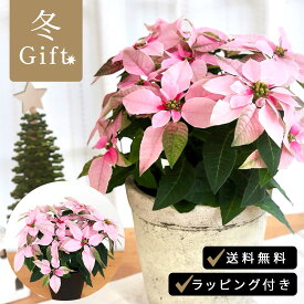 予約販売 プリンセチア ピンクホワイト 5号鉢 送料無料 ラッピング付き ポインセチア クリスマス お歳暮 冬ギフト 花 ギフト プレゼント 鉢植え 鉢花 11月下旬以降発送