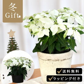 プリンセチア ピュアホワイト 5号鉢 送料無料 ラッピング付き ポインセチア クリスマス お歳暮 冬ギフト 花 ギフト プレゼント 鉢植え 鉢花