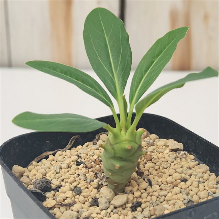 楽天市場】多肉植物 caユーフォルビア ロンギツベルクローサ 多肉植物  