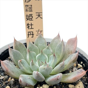 A T{eTAROOvgxA V×PO A OvgxA 6cm|bg