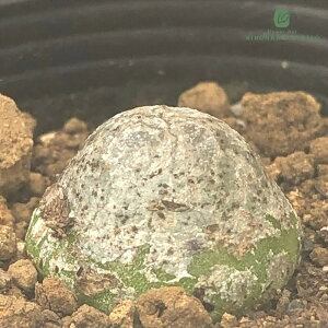 A caRmtBc uQ A Z 6cm|bg