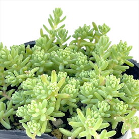 多肉植物 seセダム ミルキーウェイ 多肉植物 セダム 9cmポット