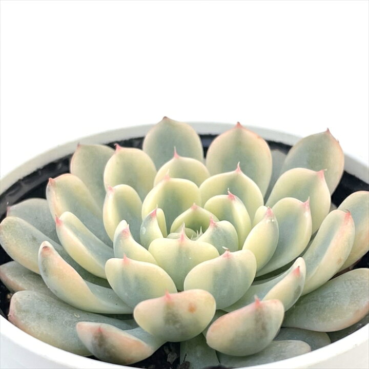 ブルーエット錦エケベリア多肉植物