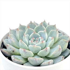 A hmGPxA AXu[ A GPxA 6cm|bg