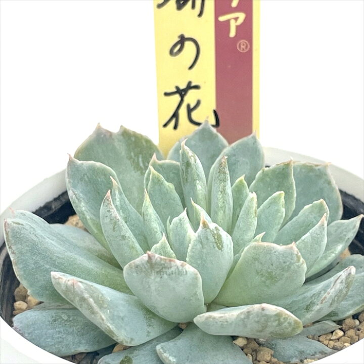 楽天市場】多肉植物 oriミックスベリア No.062 珊瑚の花 多肉植物 お 