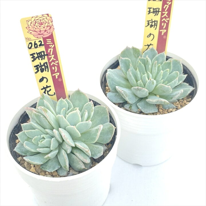 楽天市場】多肉植物 oriミックスベリア No.062 珊瑚の花 多肉植物 お 